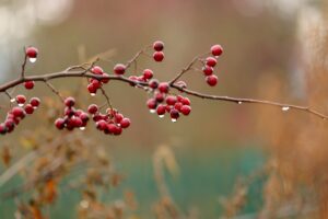 Red Berries & Rain