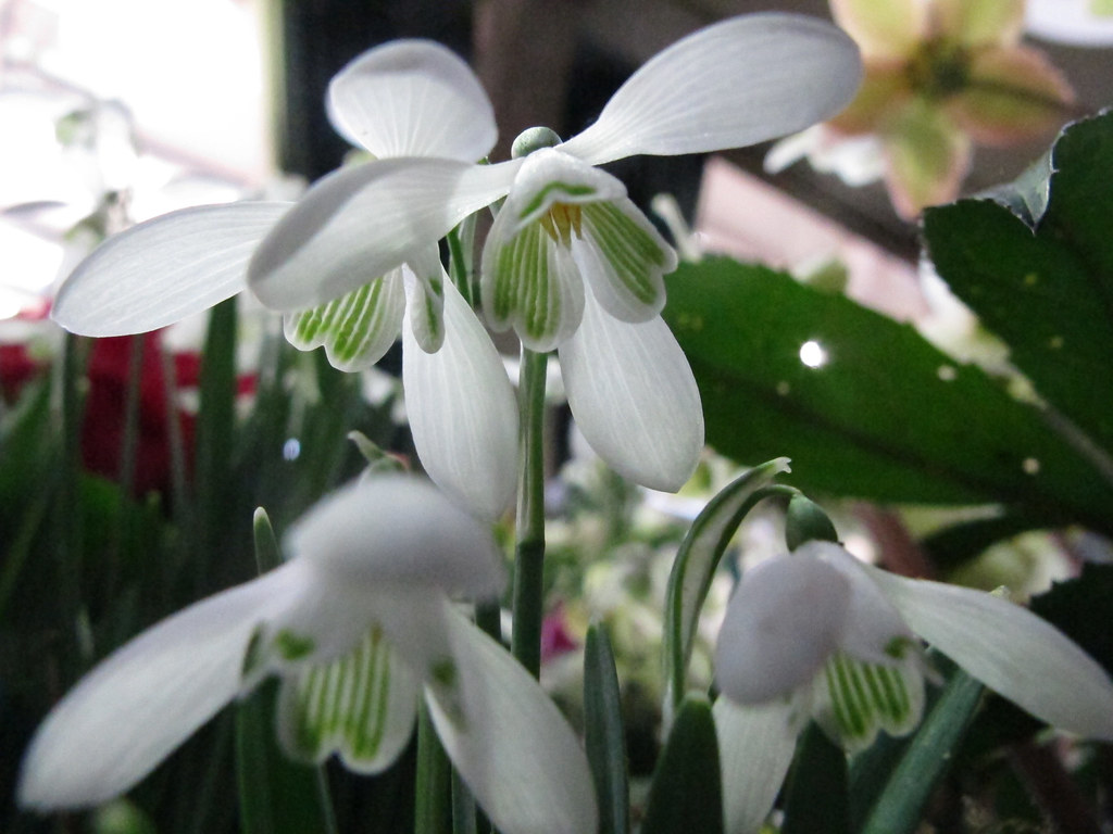 2014 02 21 snowdrops 1