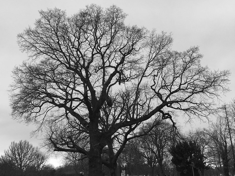 2018 03 11 tree branches b&w