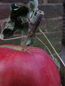 an apple from a Quaker garden