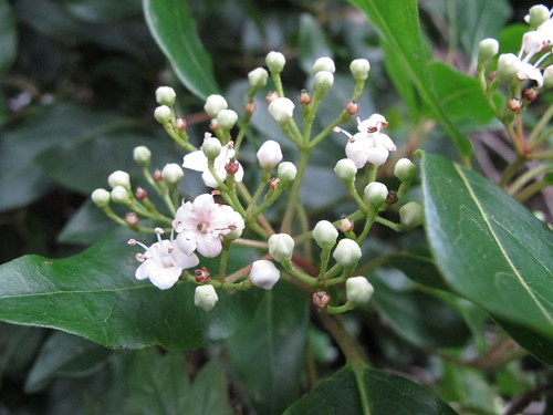 2013 01 25 viburnum flowers