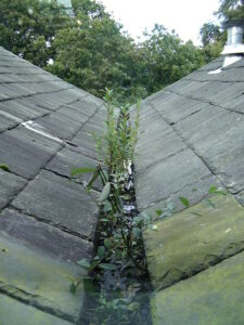 an overgrown gutter causing a roof leak