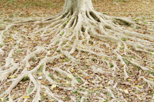 roots of a tree