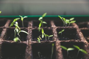 seedlings in pots