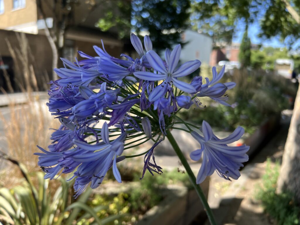 Agapanthus flower in Friends House garden