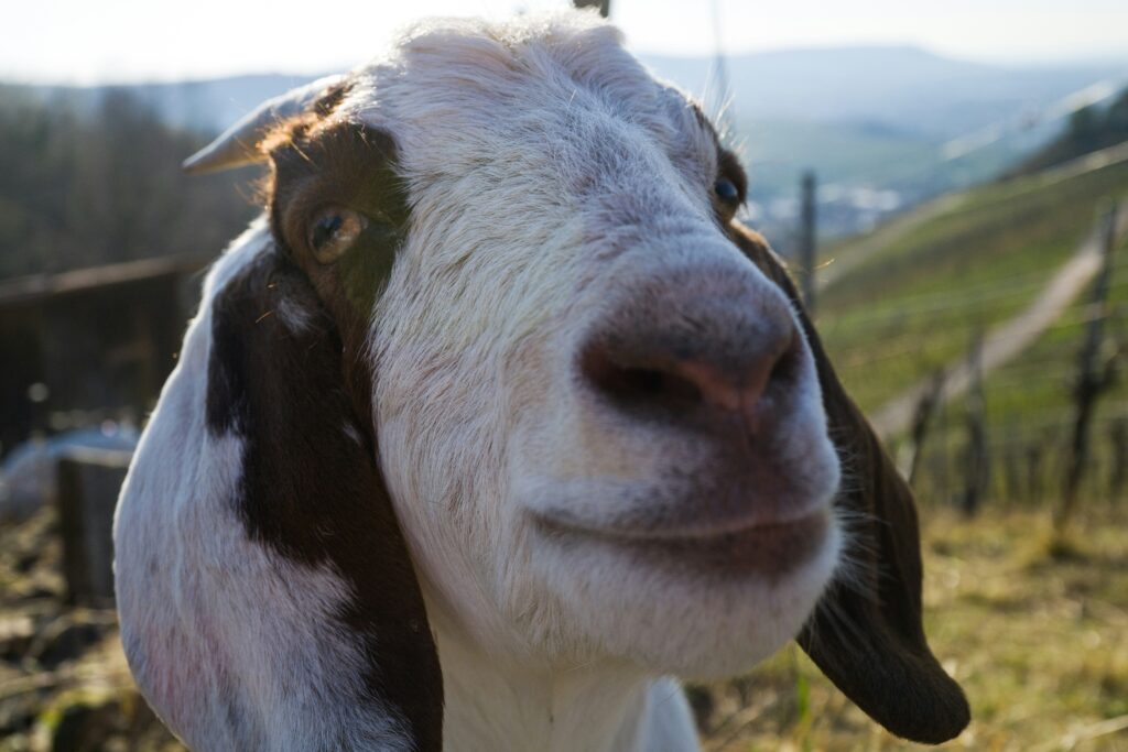 a close up photo of a goat's head, with the nose closest to the camera.